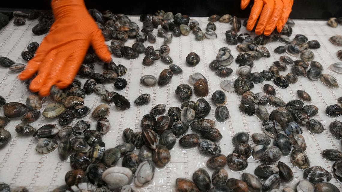 Connecticut health officials encourage shellfish safety amid New York's hepatitis A outbreak