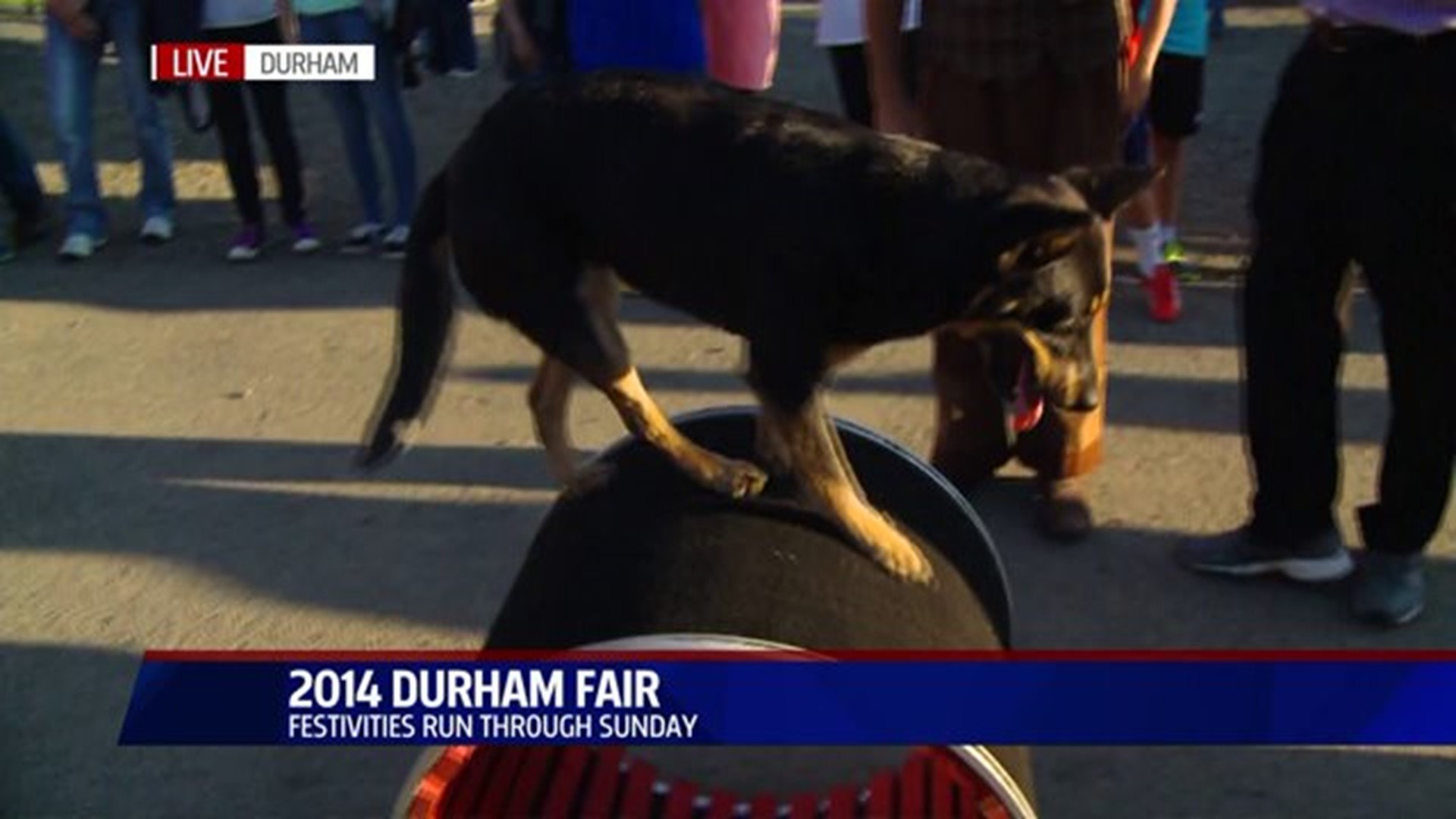 Dog Dancing At Durham Fair