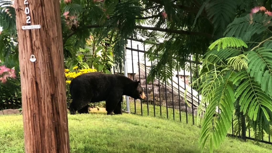 Friends of Animals  FoA to CT residents: Stop reporting black bear  sightings - Friends of Animals