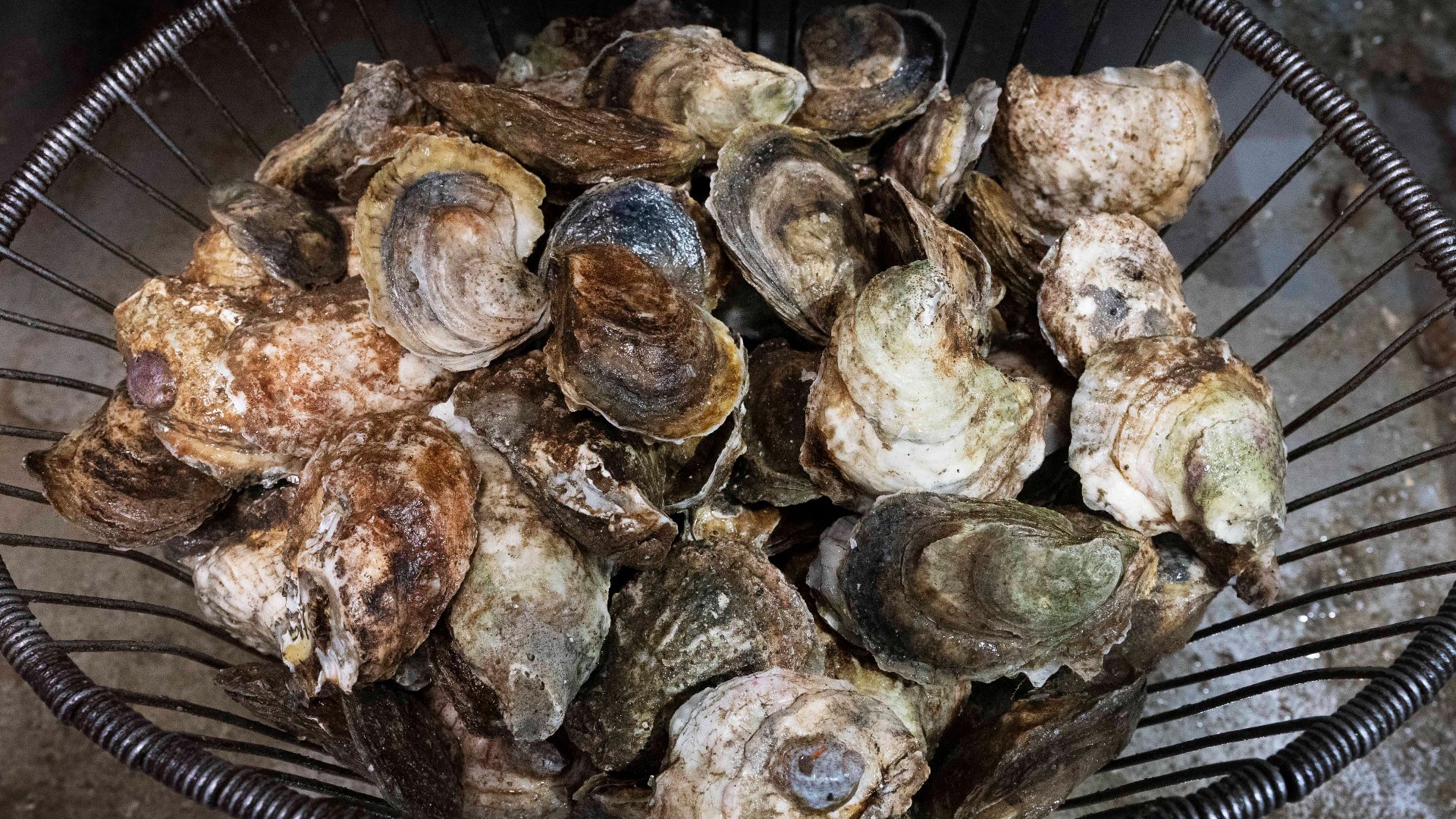 New York., Conn. deaths linked to bacteria found in raw shellfish