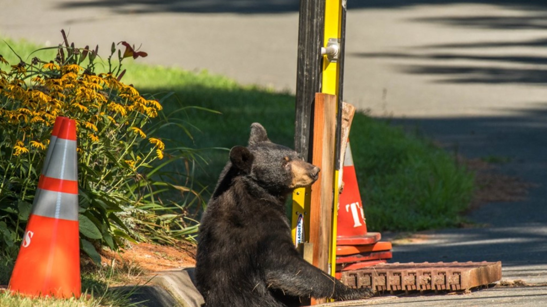 Bears rescued from storm drain in Conn. | fox61.com