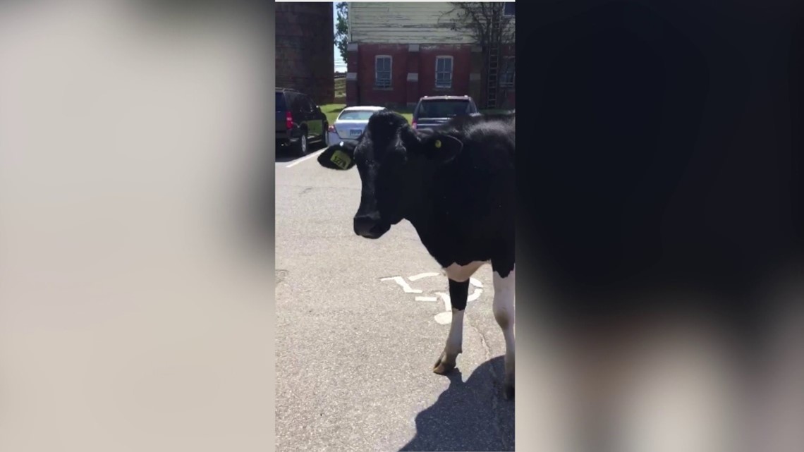 Cows take over the parking lot at UConn Dairy Bar