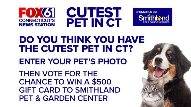 Do you think you have the cutest pet in CT?