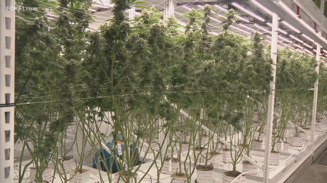 SCSU introduces cannabis management course to prepare workforce