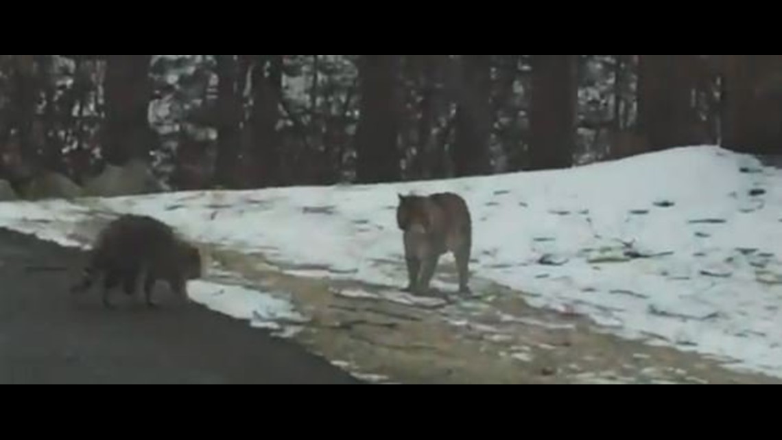 Bobcat attacks raccoon in Southbury yard after state warns of sightings