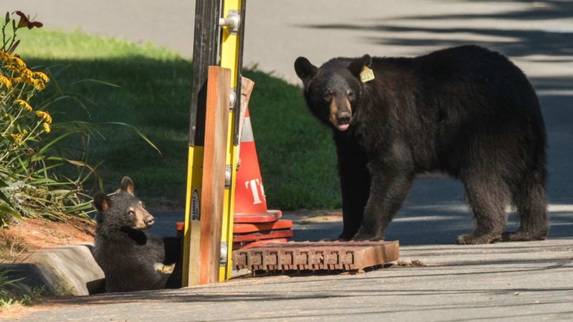 Bears rescued from storm drain in Conn.