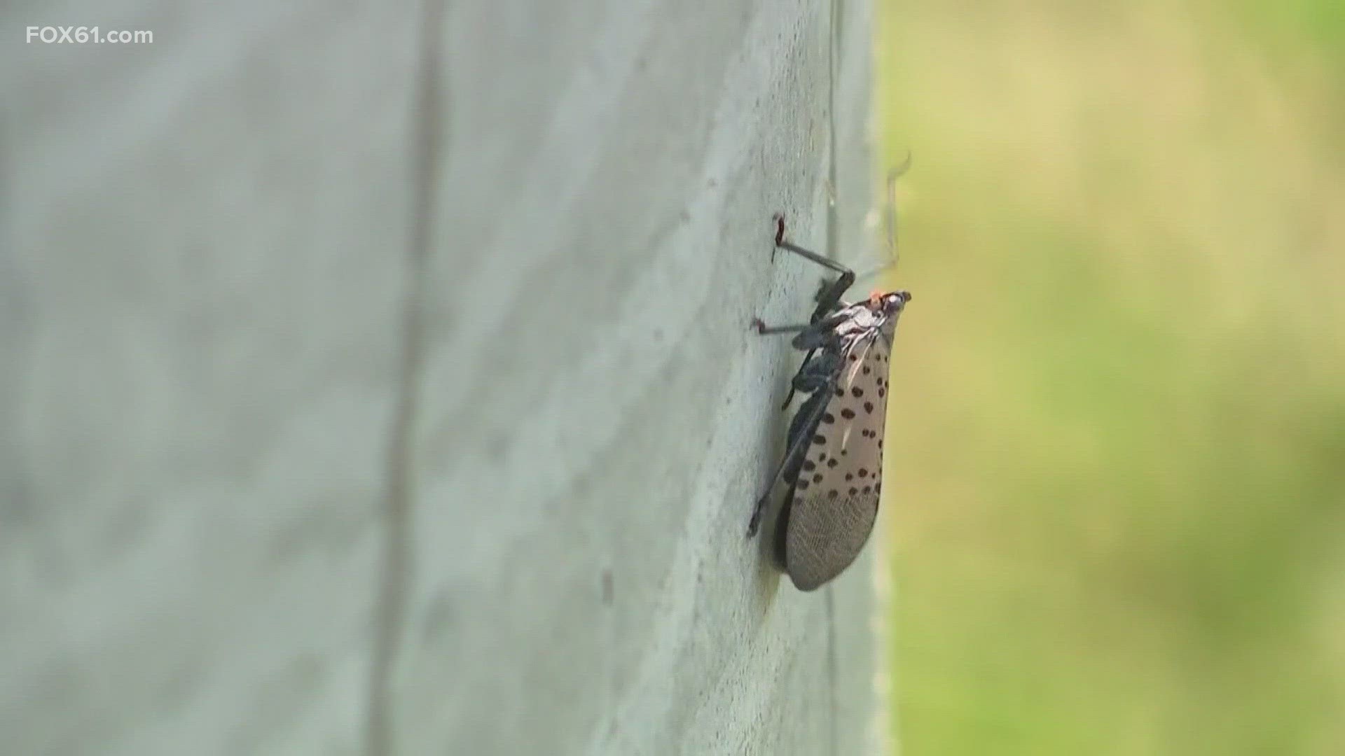 Spotted Lanternflies are known to damage crops which can have a negative impact on businesses.