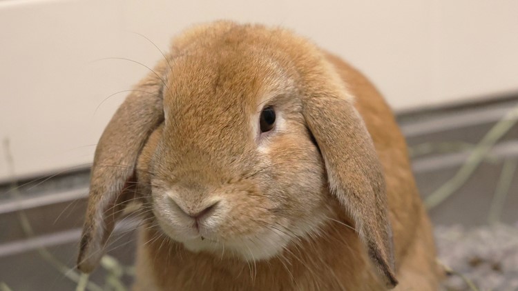 Pet of the Week: Ferdinand the bunny