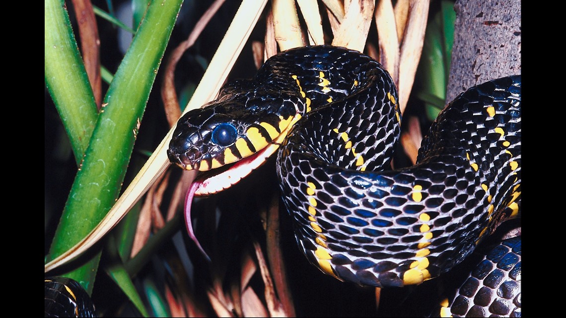 Decoding Snake Venoms - Wildlife SOS