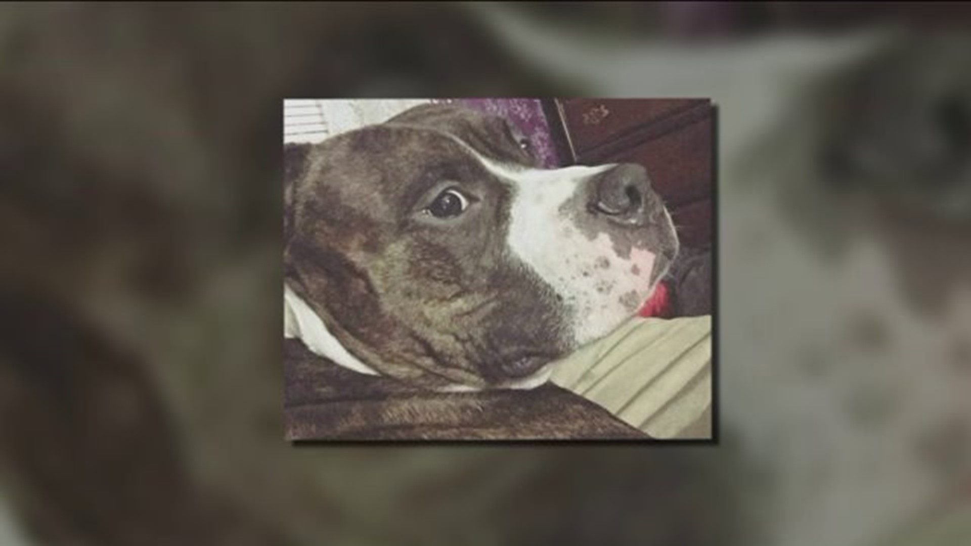 Young boy recovering after vicious dog attack in Enfield