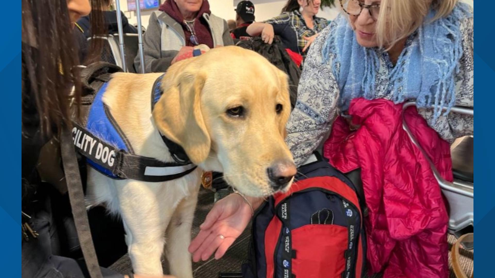 Police K-9s and their handlers visited Tweed-New Haven Airport to bring joy to travelers flying for Thanksgiving.