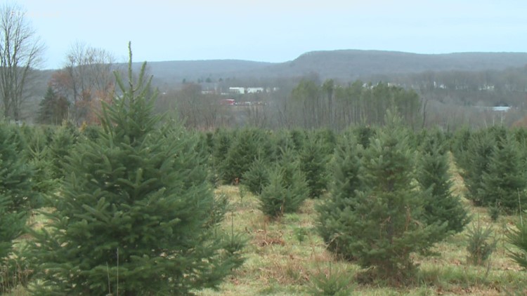 Weather extremes hurting Connecticut Christmas tree farms