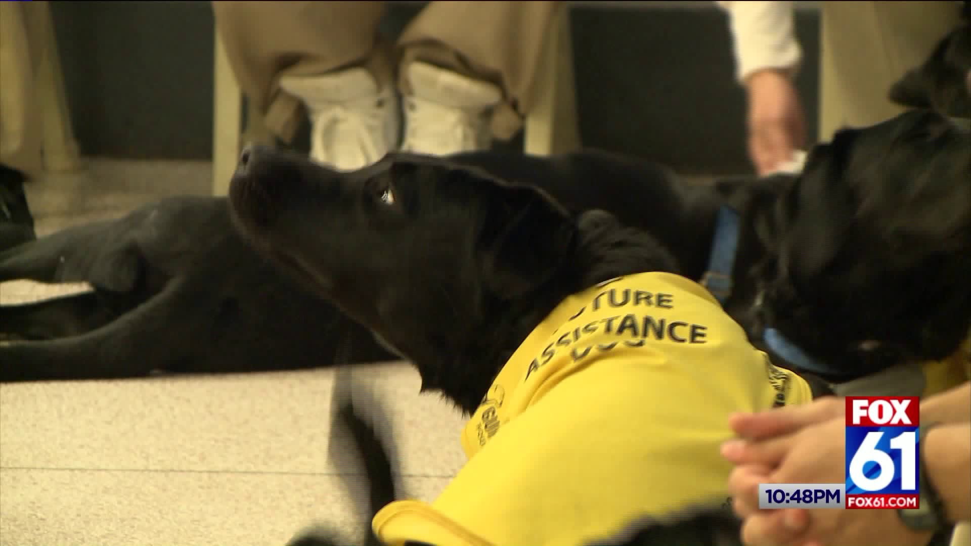 Service Dogs Trained By Inmates Ready to Help Vets in Need