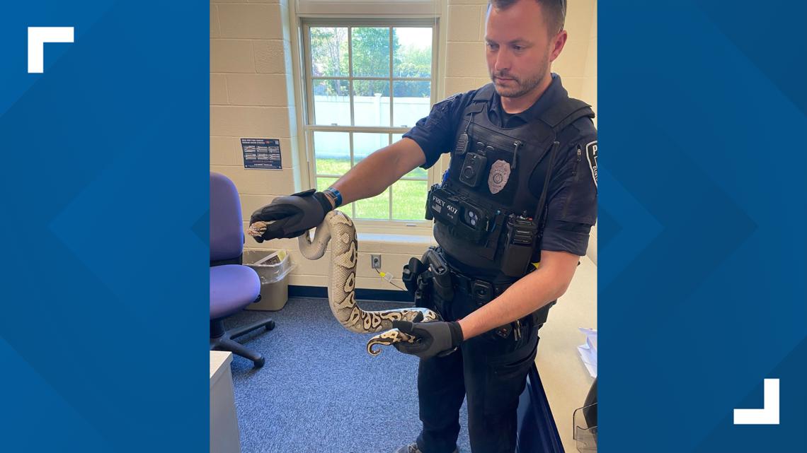 Anyone missing a ball python? Clinton police seeking owner