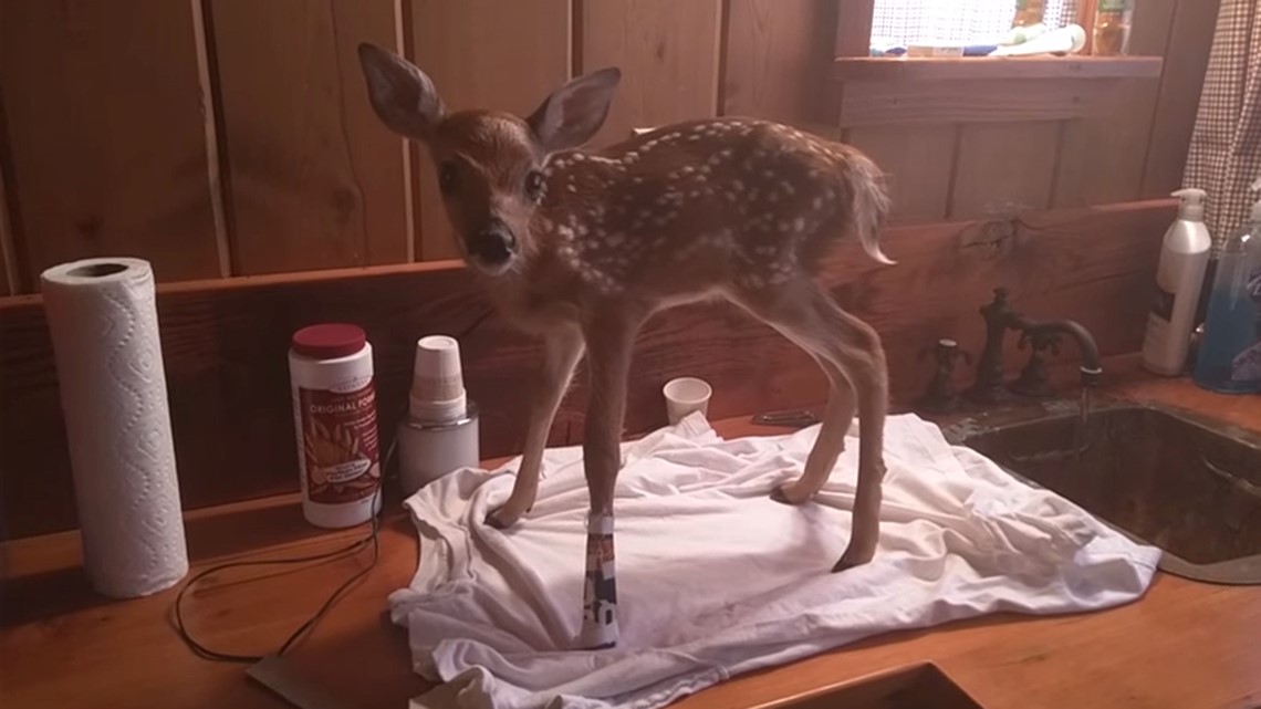 Veterinarian And Game Warden-Husband Save Life Of Injured Fawn