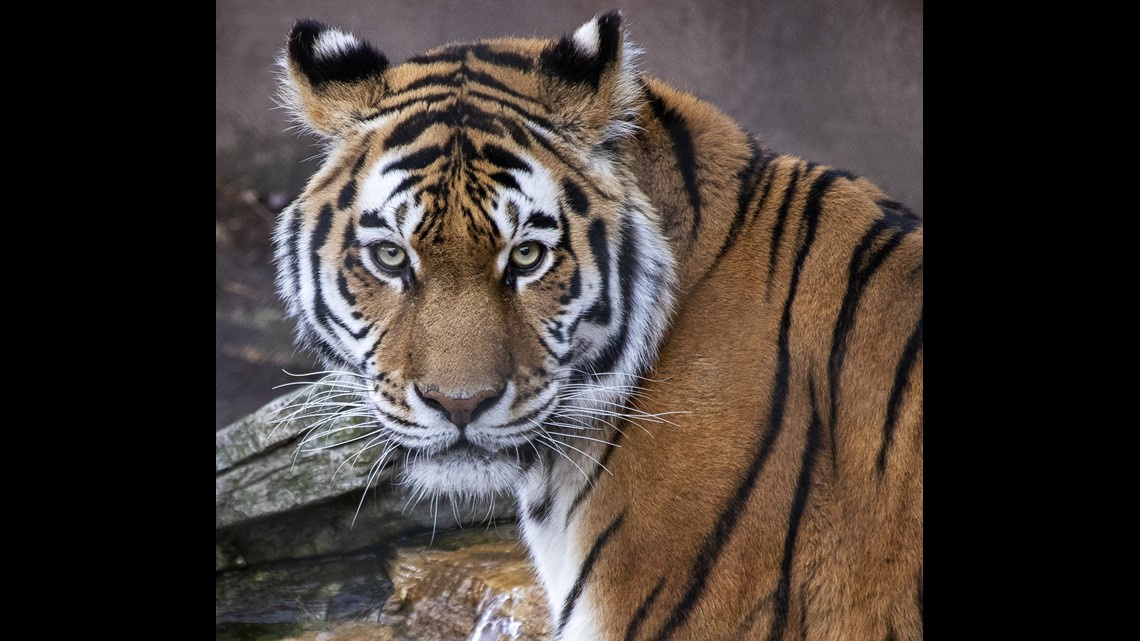 Baby tiger cubs get media showing at Beardsley Zoo