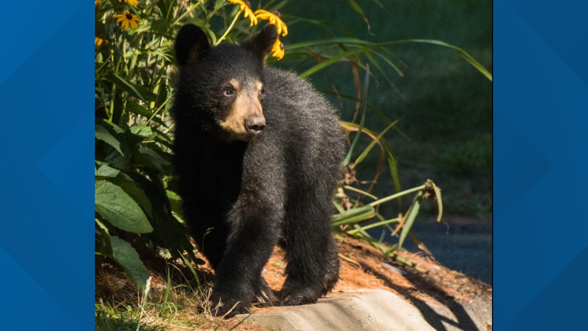 Bears rescued from storm drain in Conn. | fox61.com