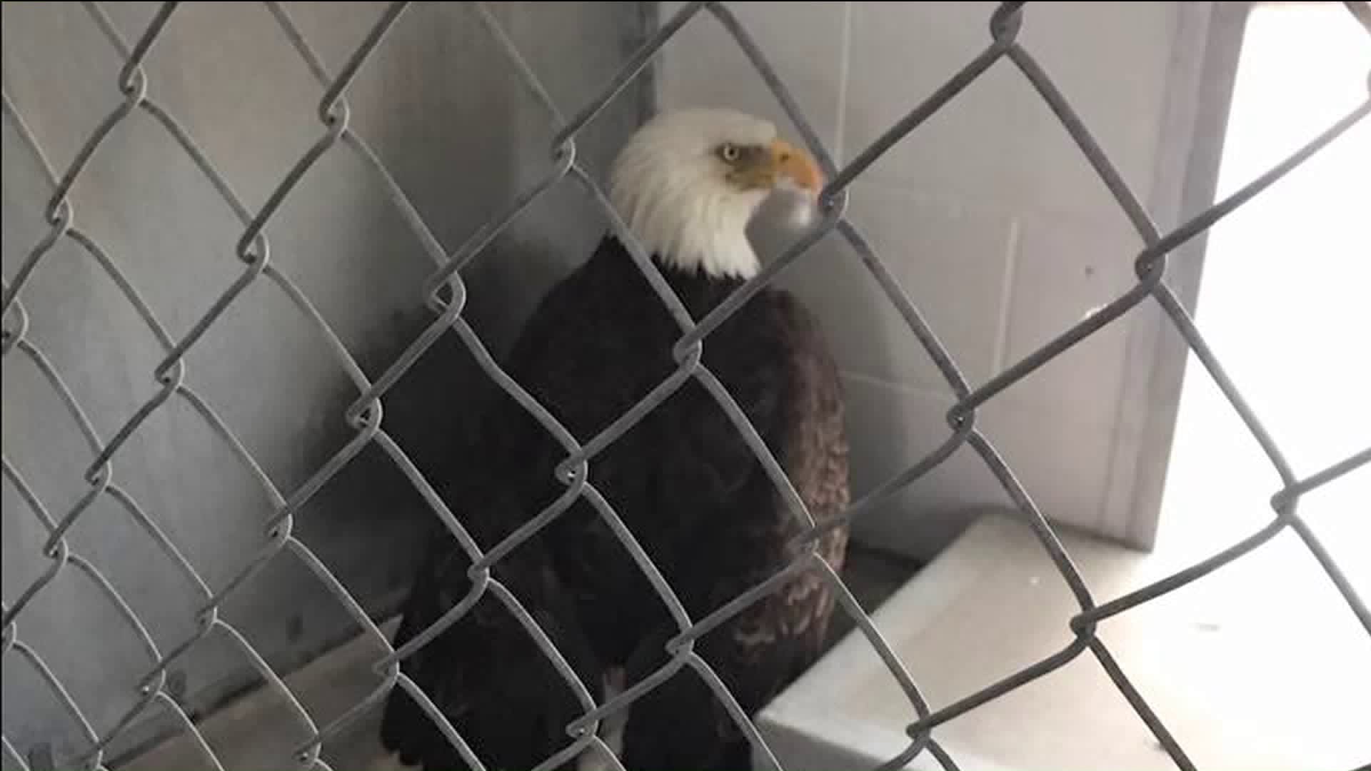 Rehabbed bald eagle set free in Suffield