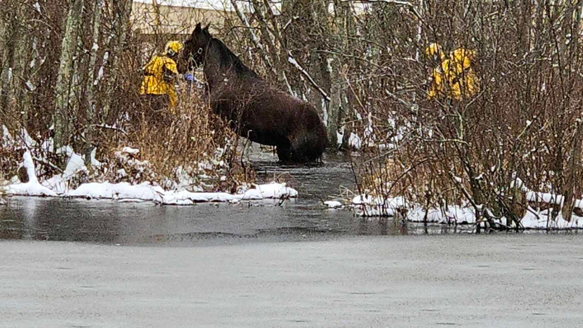 Horse saved after being stuck in icy swamp water in Clinton