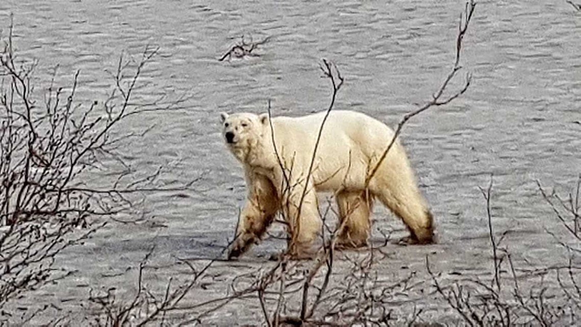 Polar Bears Have Invaded a Russian Outpost, and They're Hungry