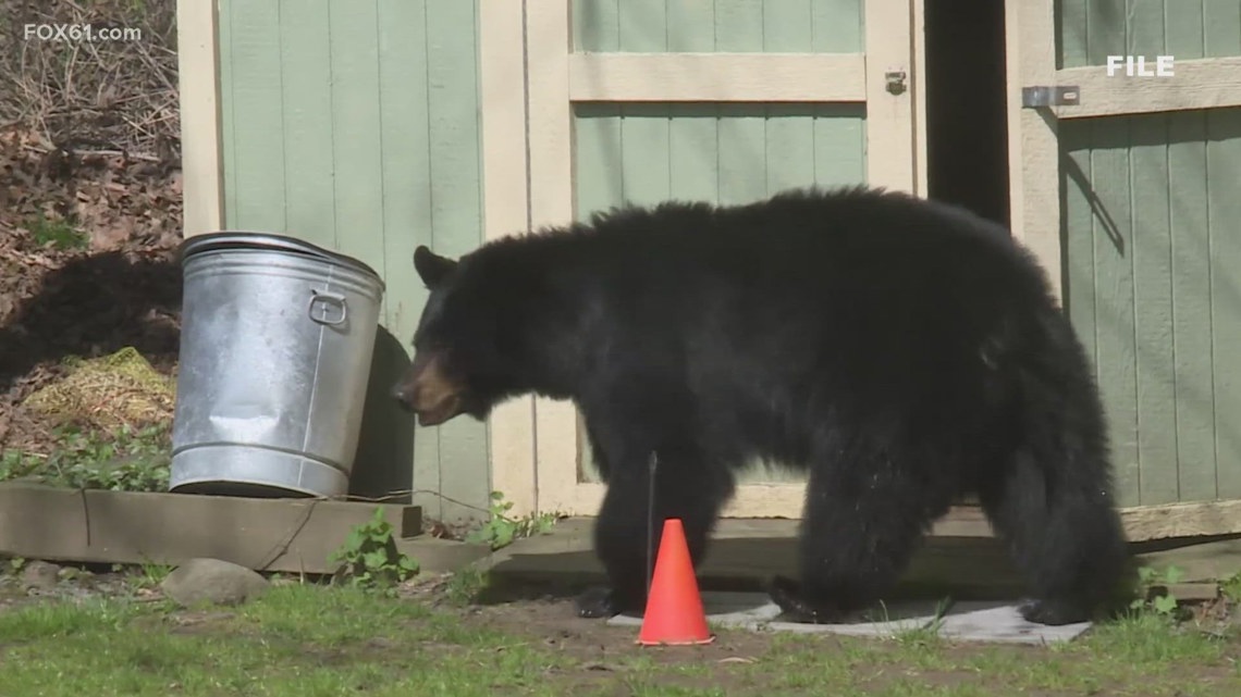 DEEP officials say human-bear conflicts in Connecticut are on the rise