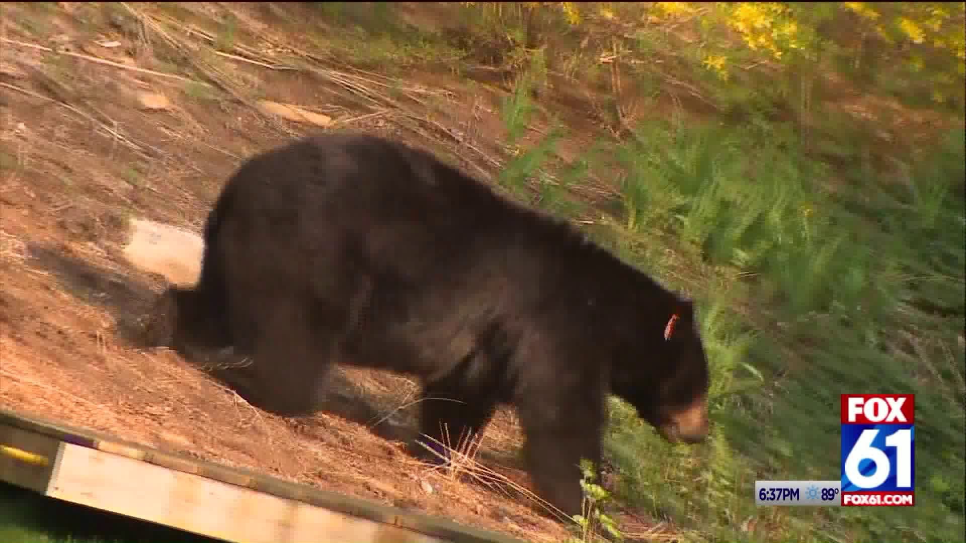 Bear photo tourism experiments have Litchfield County residents outraged