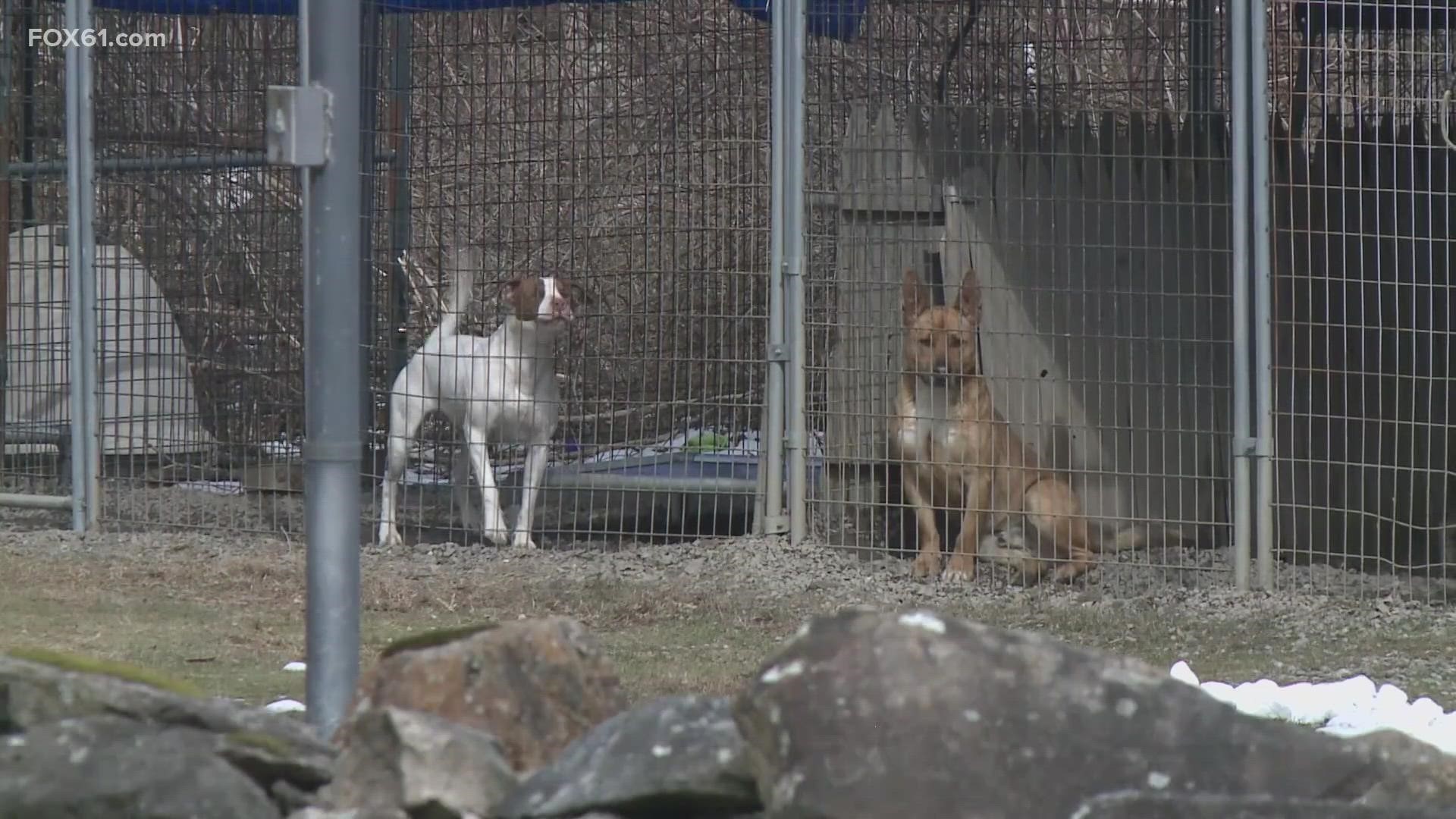 Dogs and cats without home in May with closure of SPCA in Conn. 
