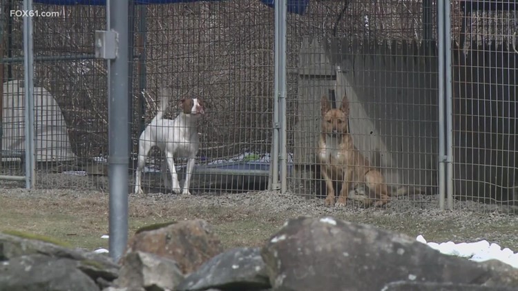 Cats, dogs find homes before SPCA of CT closes in May