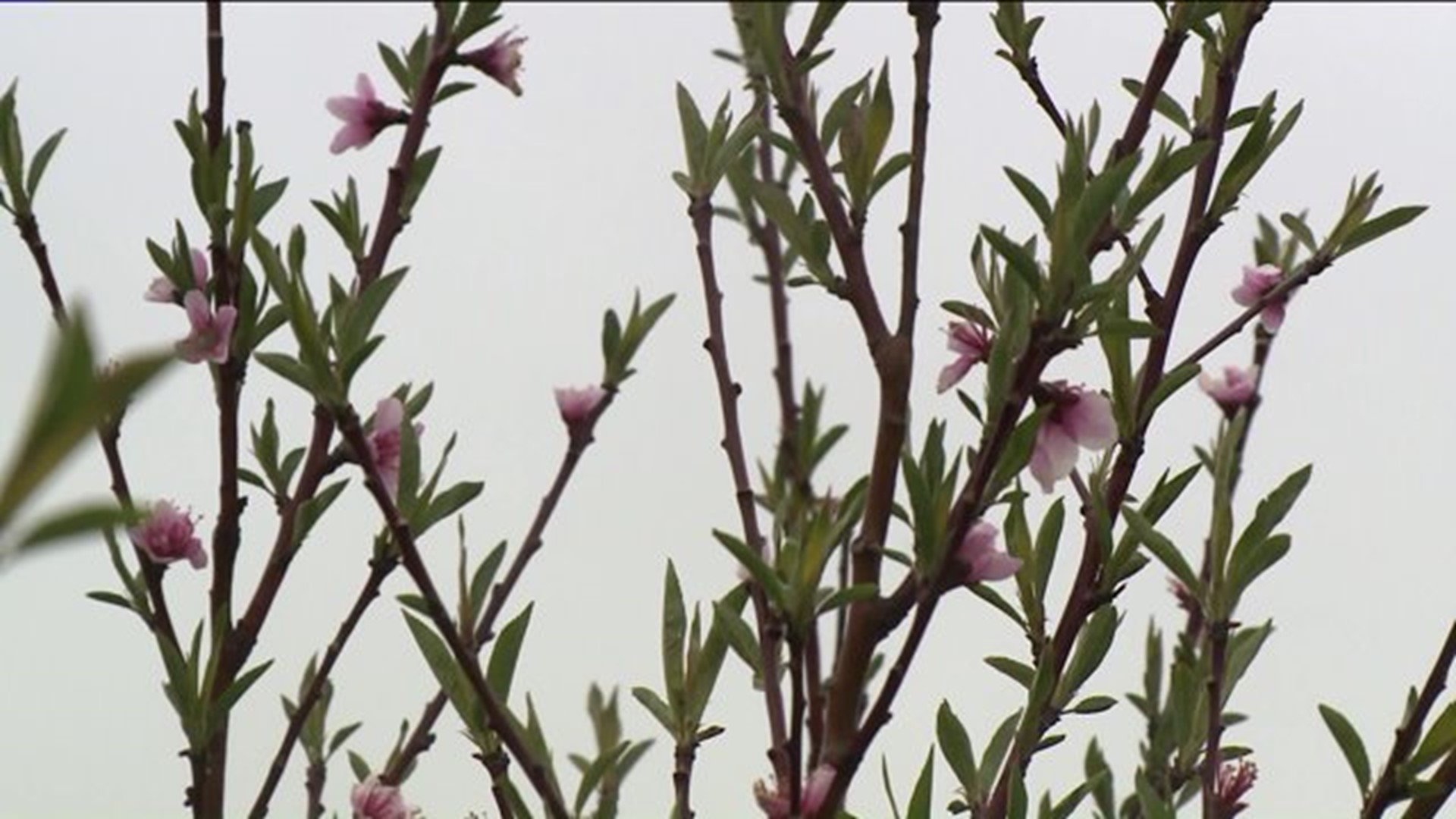Peaches failing to blossom after tumultuous weather patterns