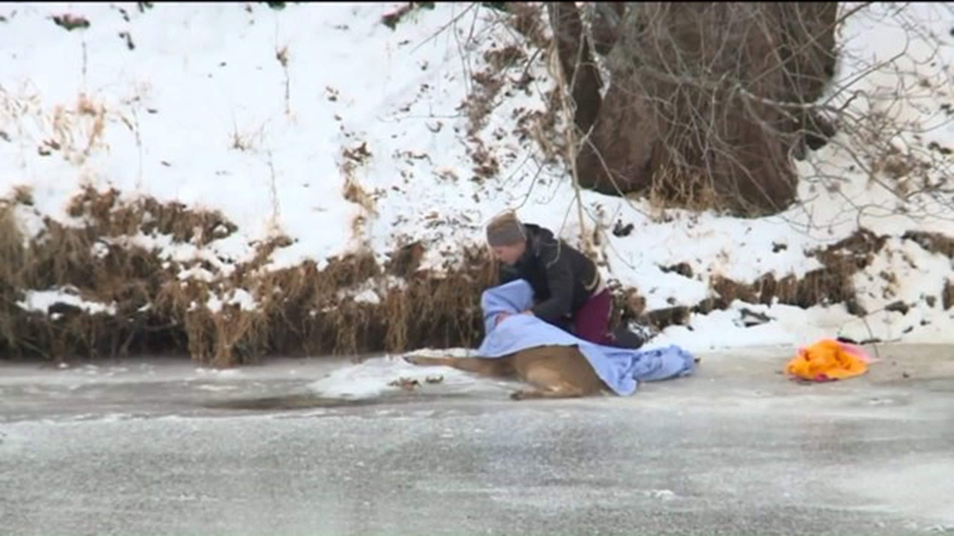 Emergency crew rescues deer from river in Simsbury