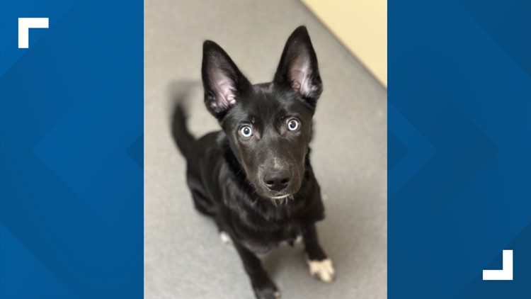 Merida the puppy up for adoption at Connecticut Humane Society