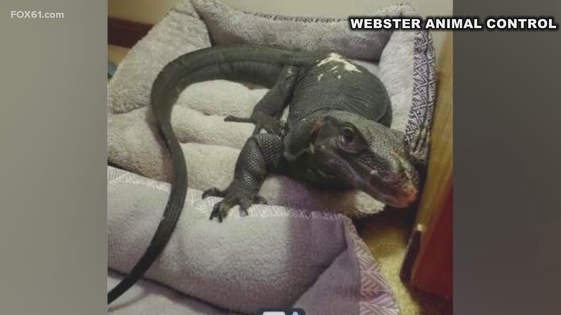 Thompson Animal Control said the lizard, whose name is Goose, was spotted near Wilsonville Road and Thompson Road near Little Pond.