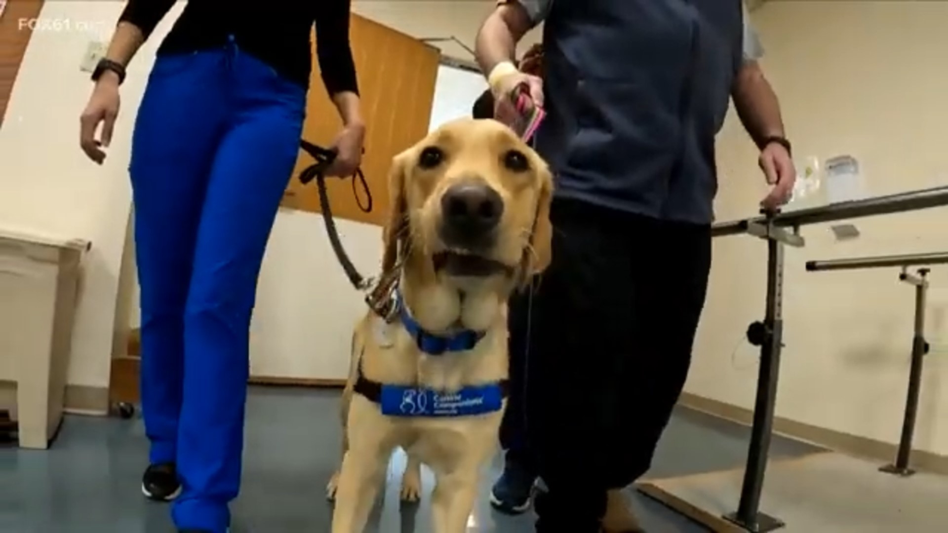 Mandy, the Golden Retriever mix at Gaylord Hospital is helping patients as they recover.