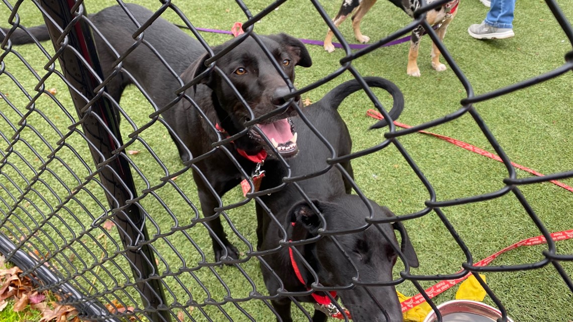 New Haven police promote pet adoption on National Puppy Day