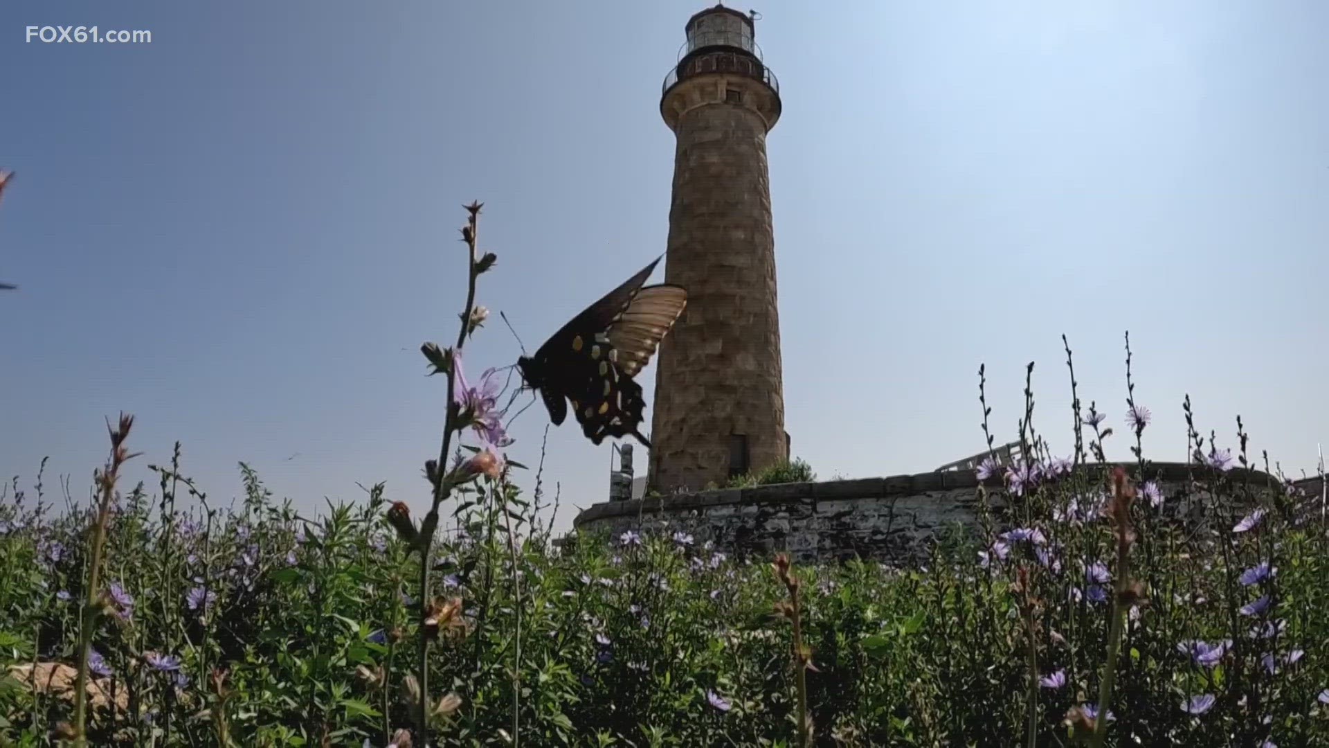 The Little Gull Island Lighthouse, built in 1868, is 91 feet tall is still fully operational, and is also home to rare birds and playful gray seals.