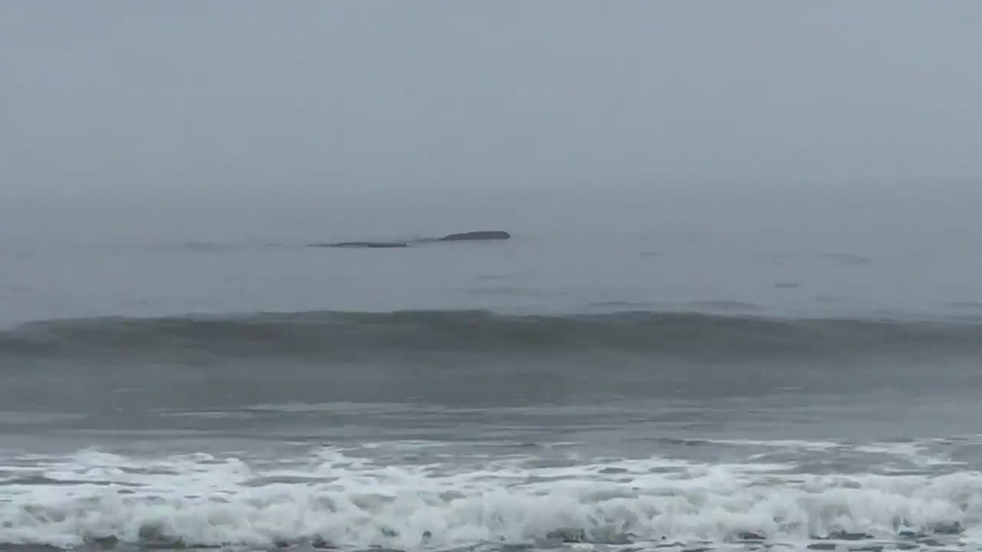 Right whale spotted off of Ponte Vedra Beach Friday ...