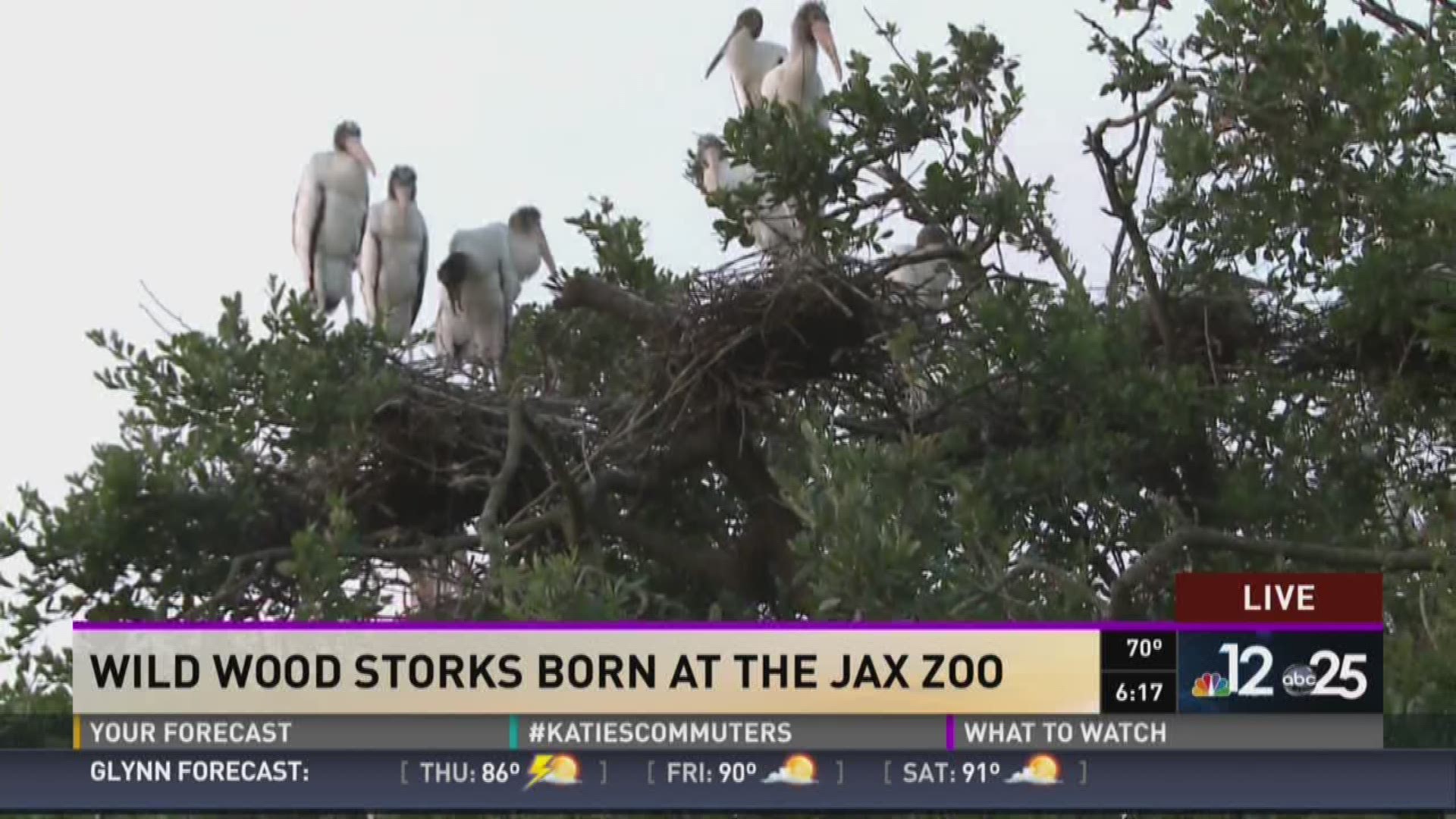 Wild wood storks born at the Jax Zoo