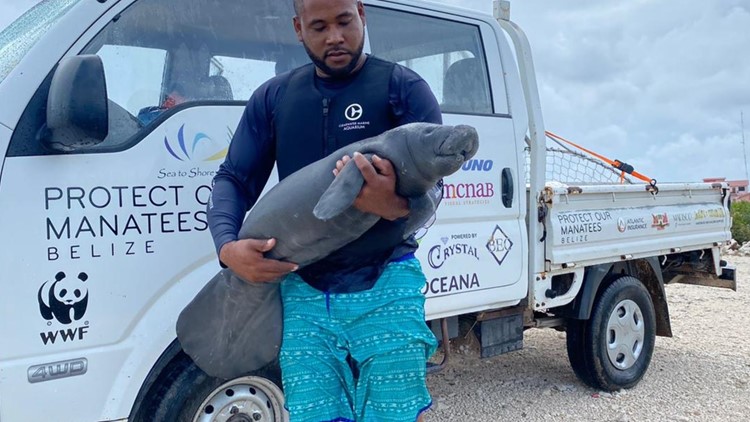 Baby manatee rescued in Belize by employees from Clearwater Marin