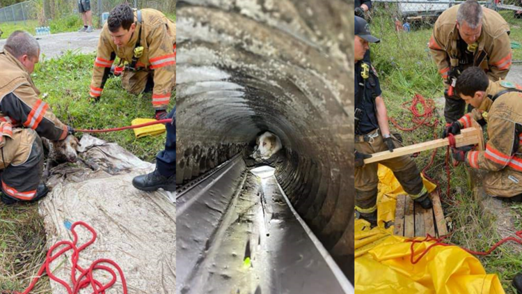 Florida fire crews rescue visually impaired, deaf dog from drainage pipe