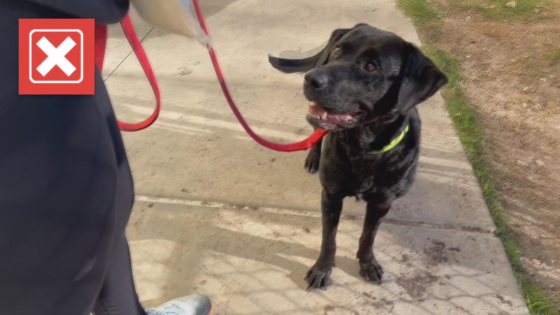 Are Black Dogs Less Likely To Be Adopted