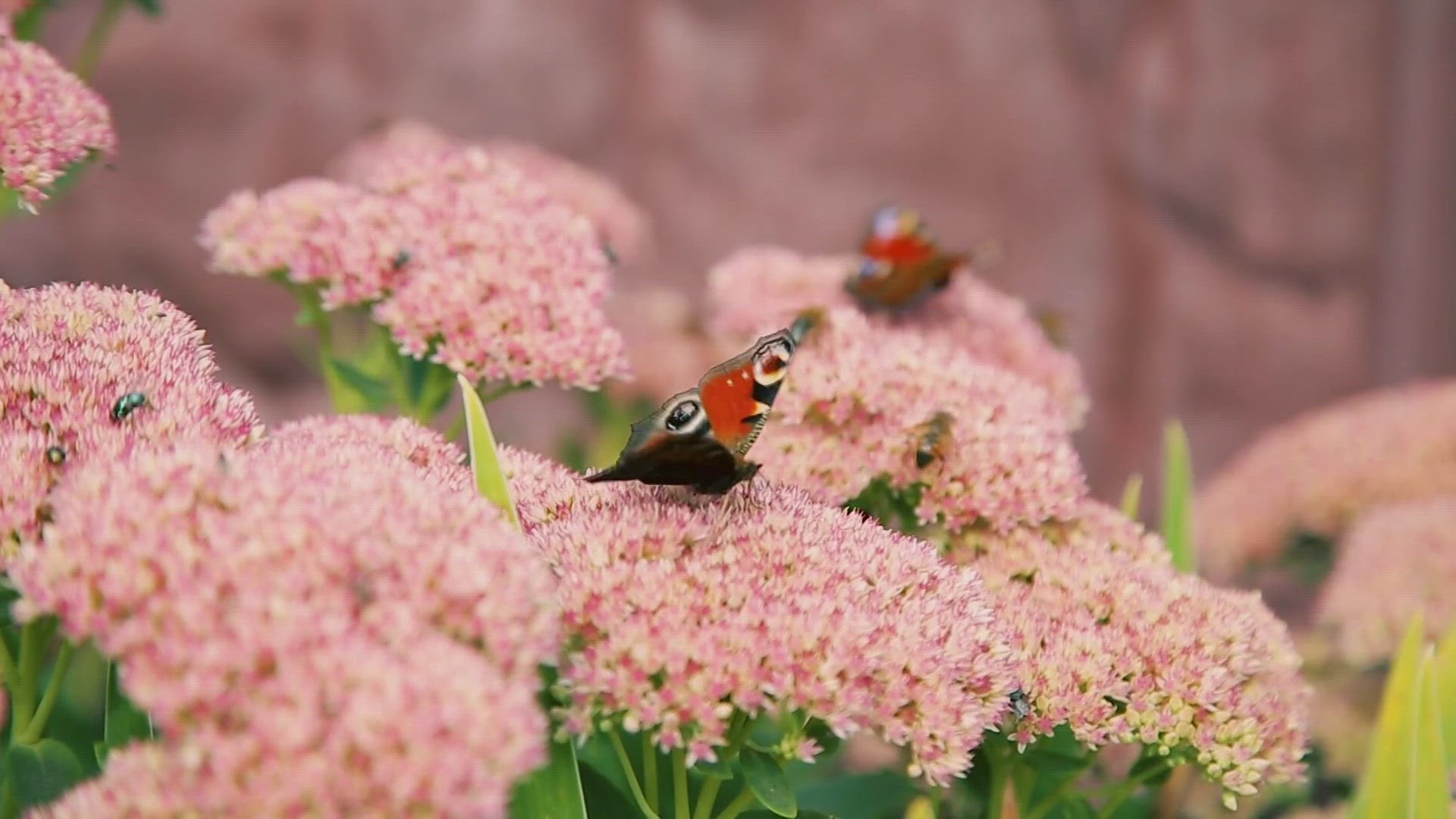 If it's too warm or too wet, flowers and other plants may miss their opportunity to be pollinated