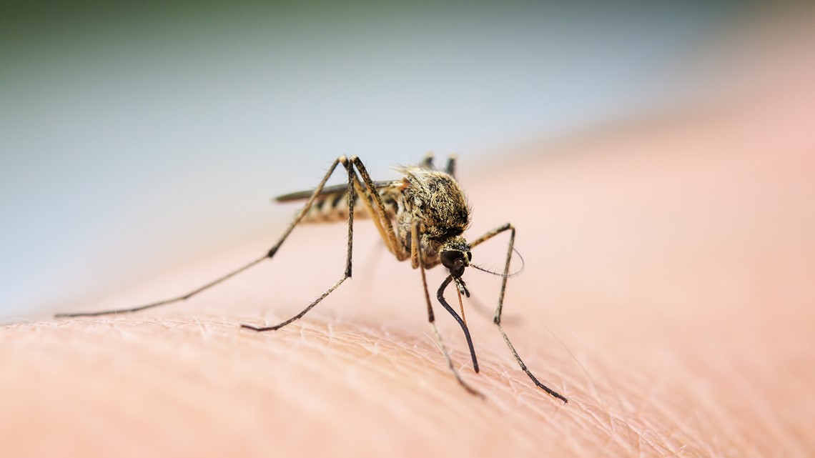 Did you know Memphis has a mosquito laboratory - Vimarsana News
