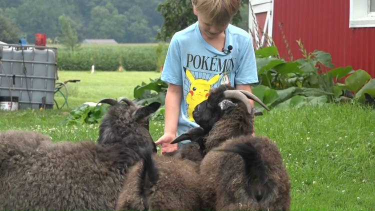 7-year-old Ohio boy raises money to buy sheep