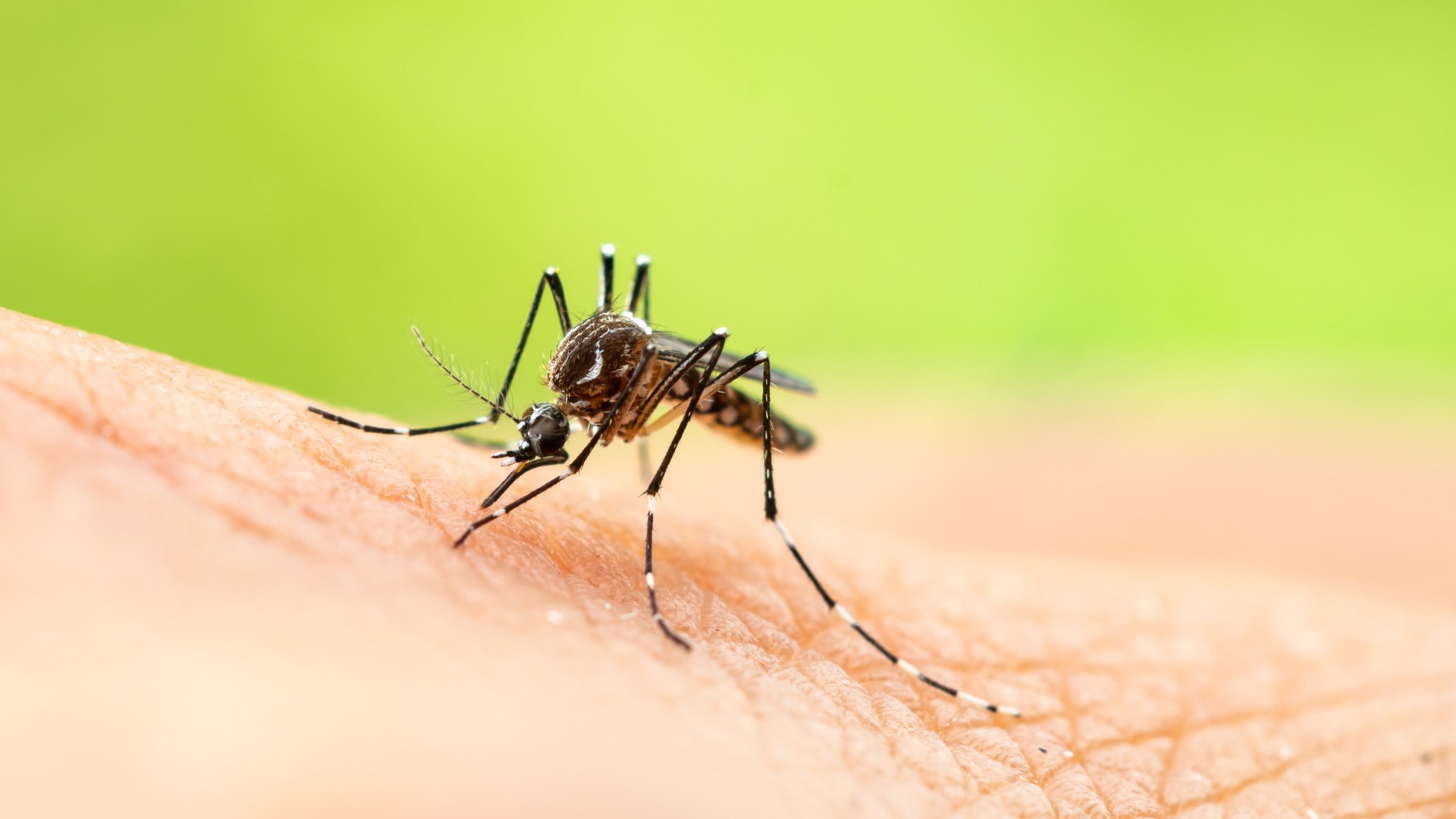 Our VERIFY team learned there's no data to suggest mosquitoes and ticks can transmit the coronavirus. It's unclear if you can get the virus twice.