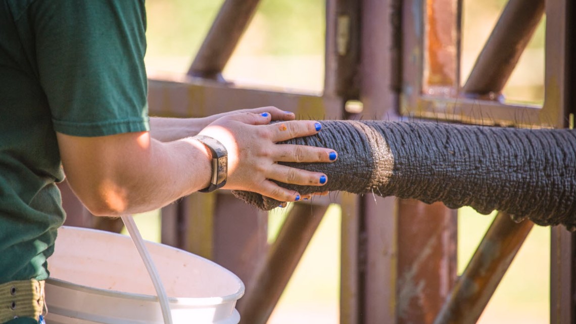 Toledo Zoo elephant Lucas dies of viral infection