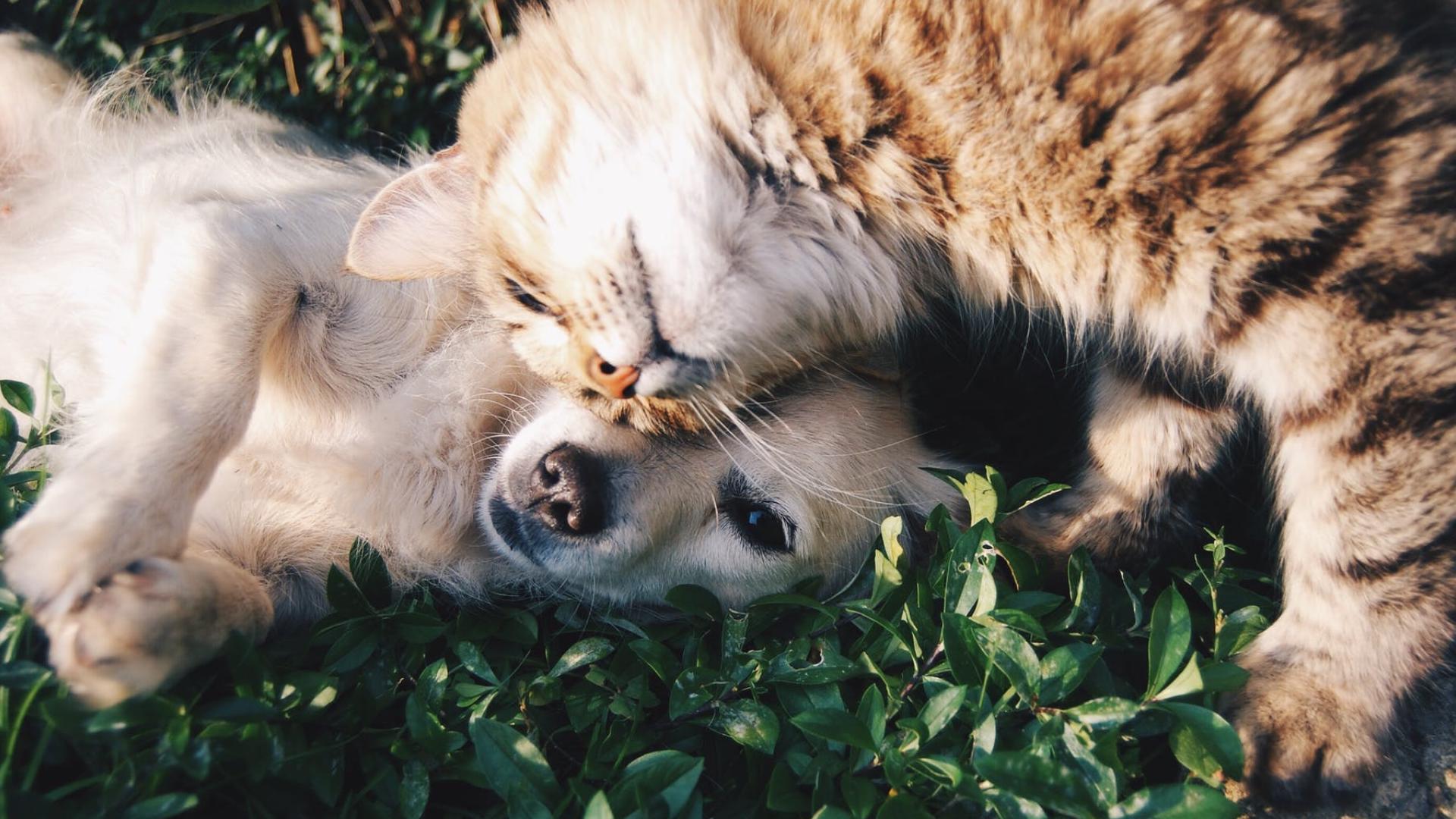 Dr. Bill Lewis, from Lincoln Highway Vet Clinic, joined FOX43 on Aug. 2 to discuss weight management and obesity problems in pets.