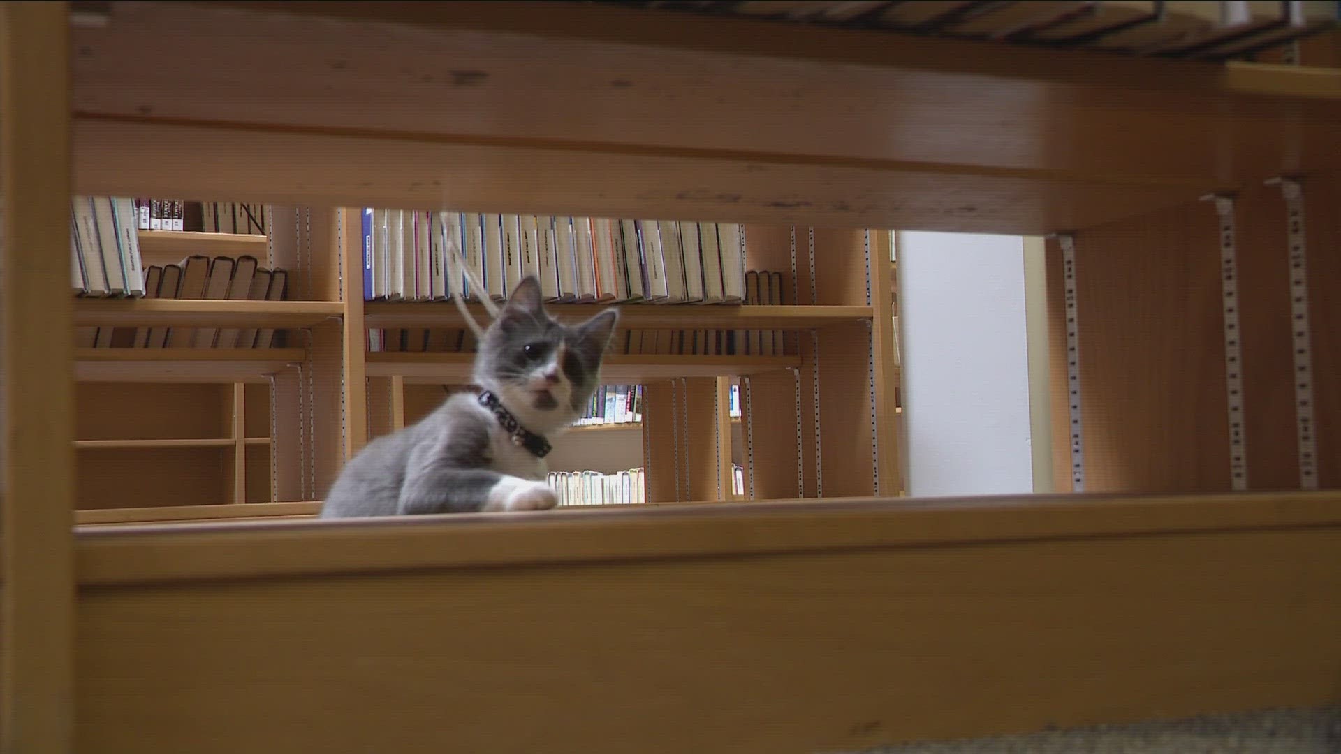 Benny the cat works a steady shift at the library, playing with kids and keeping them company. He is even interested in storytime.