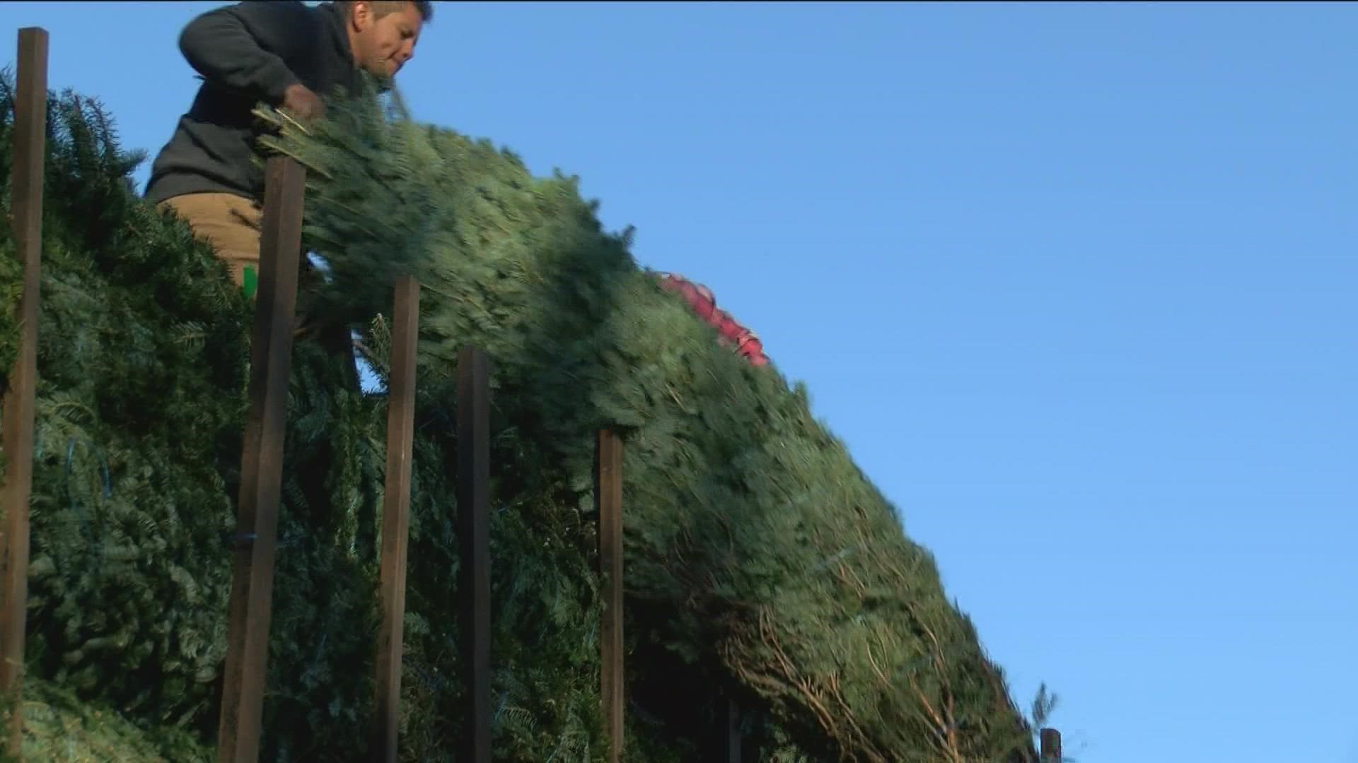 Farmers at Whitehouse Christmas Tree Farm say other factors like a tight labor market and high fuel costs are also having an effect on the price of trees this year.