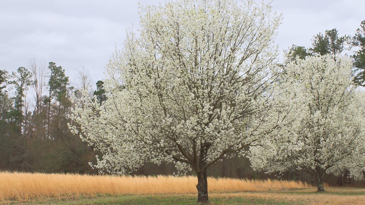 Ornamental pear tree declared invasive in Ohio