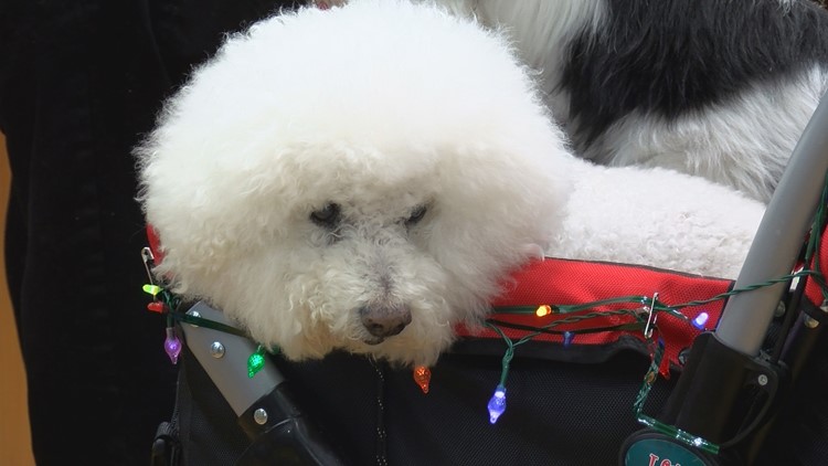 Longtime therapy dog hangs up leash, celebrated by Ohio hospital